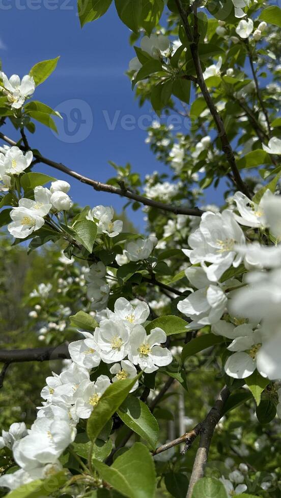 White flowers of apple trees in spring on a background of blue sky. photo