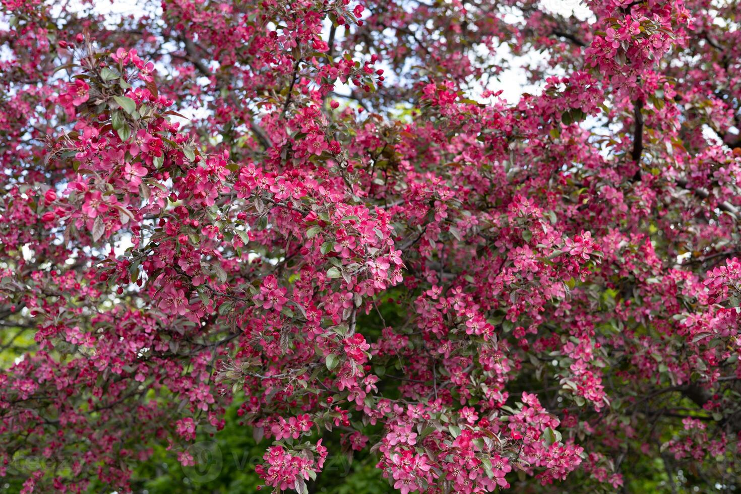 Pink flowers on the branches of a blossoming tree in spring. photo