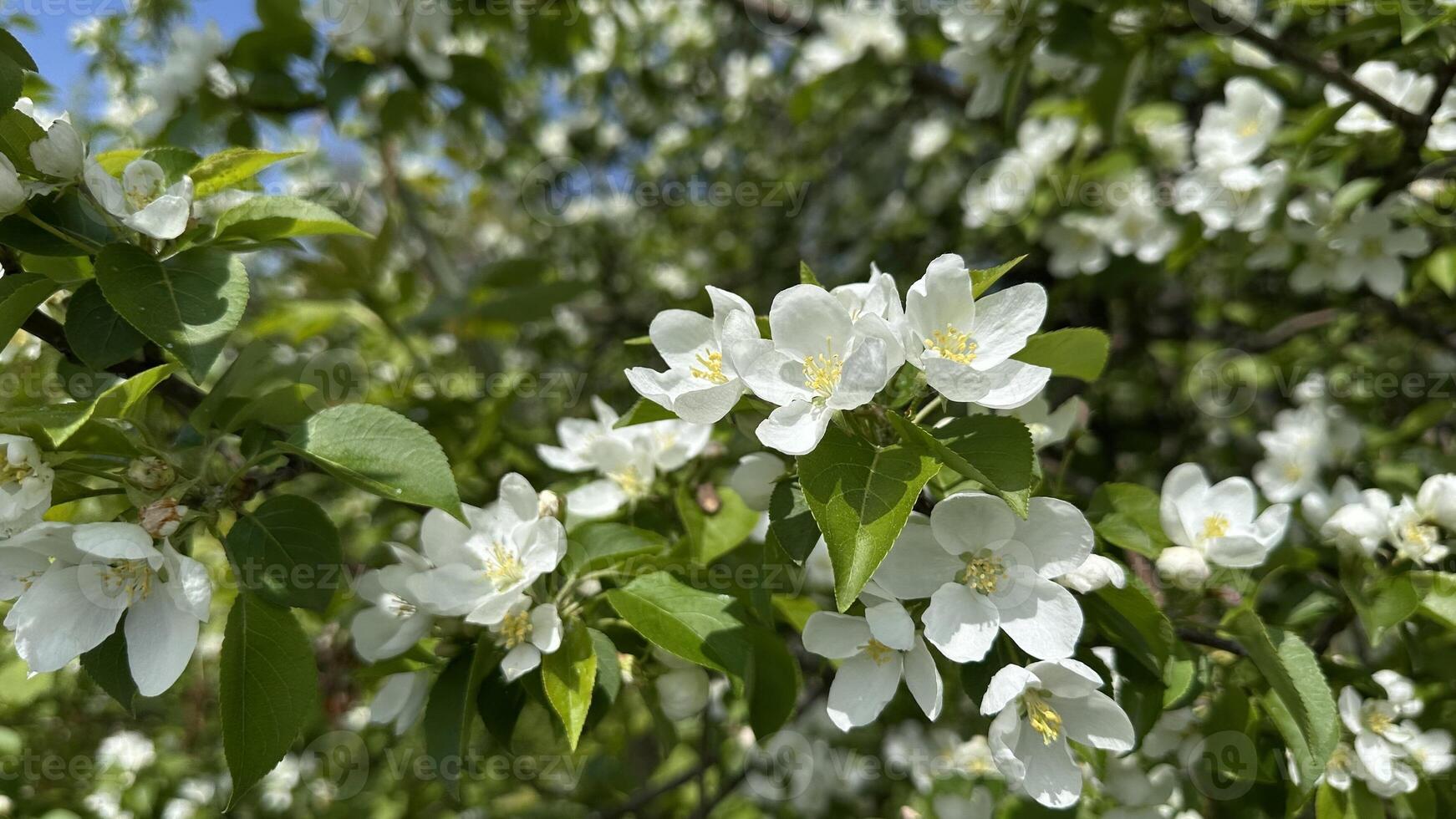 Apple blossoms in spring, closeup of white flowers on branches photo