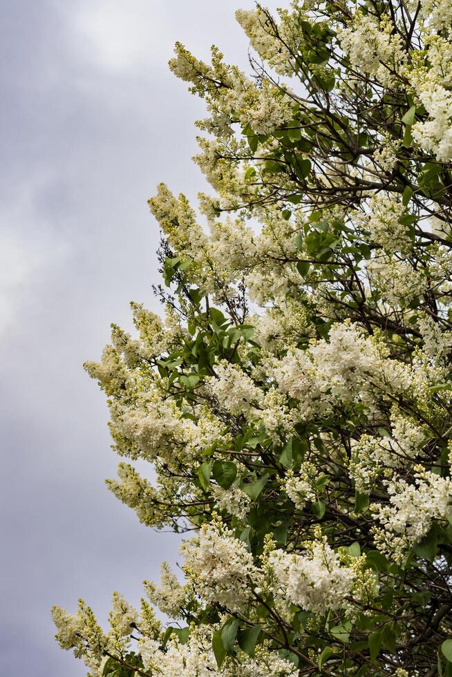 White lilac flowers on the branches of a tree against the sky.Blooming time lapse photo