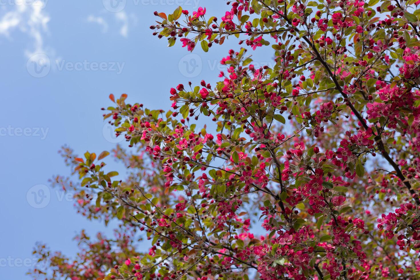 Blossoming branch of apple tree on a background of blue sky.Blooming time lapse photo