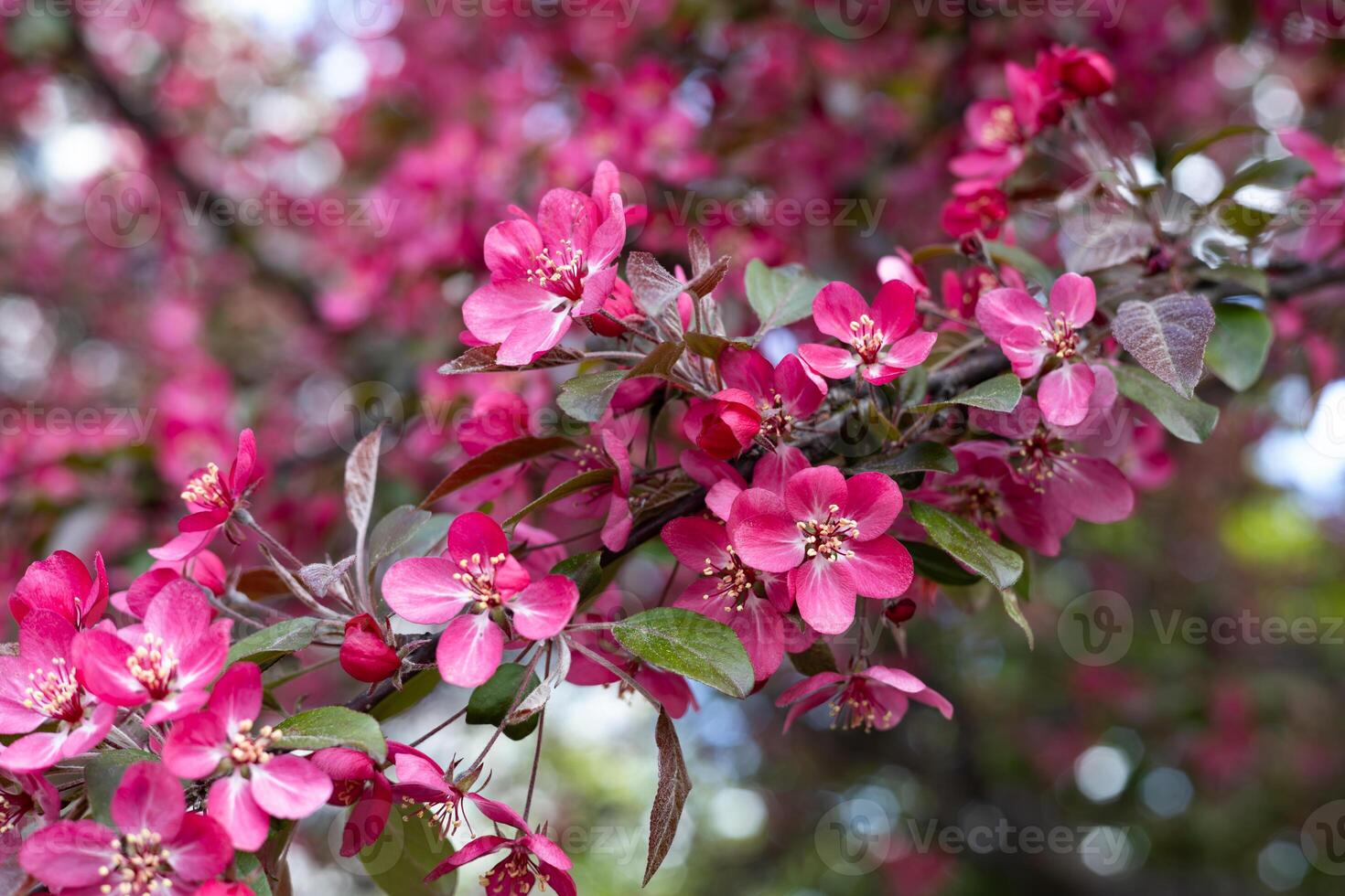 Pink flowers on the branches of an apple tree in spring time. photo