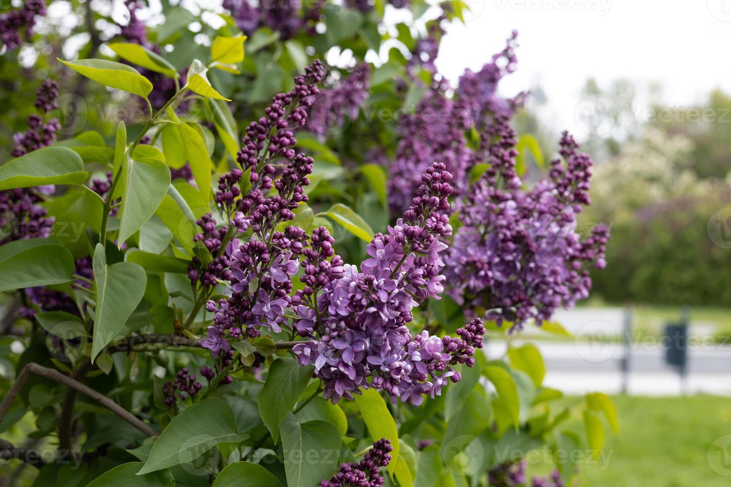 Purple lilac flowers on the branches of a tree in the garden photo