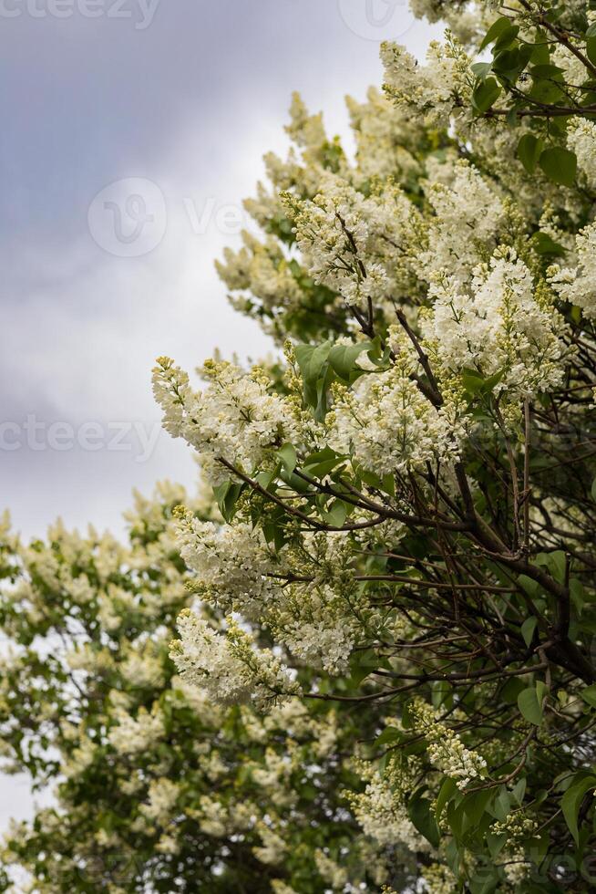 White lilac flowers blooming in the spring on a cloudy day.Blooming time lapse photo