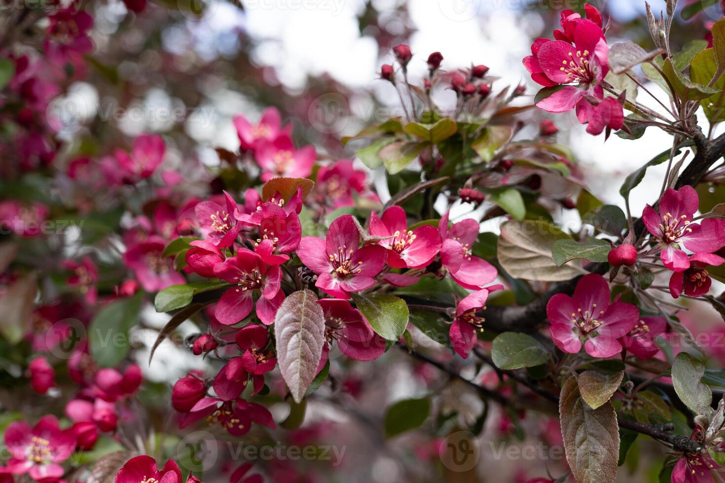 Blossoming branch of apple tree with pink flowers in spring photo