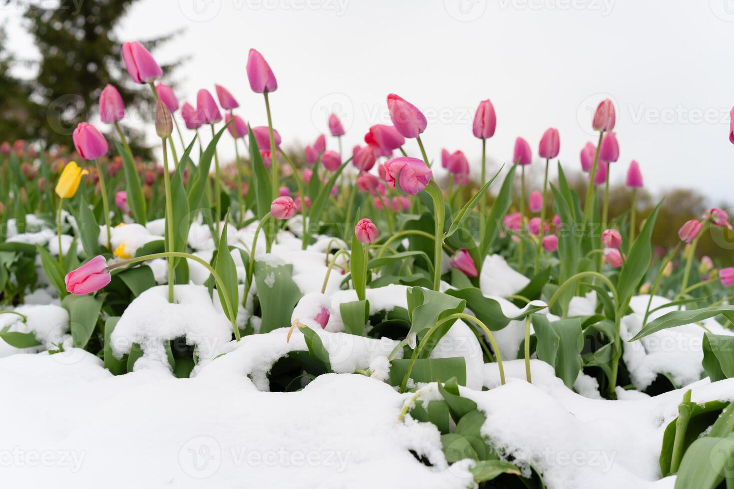 Blooming Spring Flowers Blanketed by Snow. Unforeseen Cold Snap Dims the Vibrance of New Growth photo