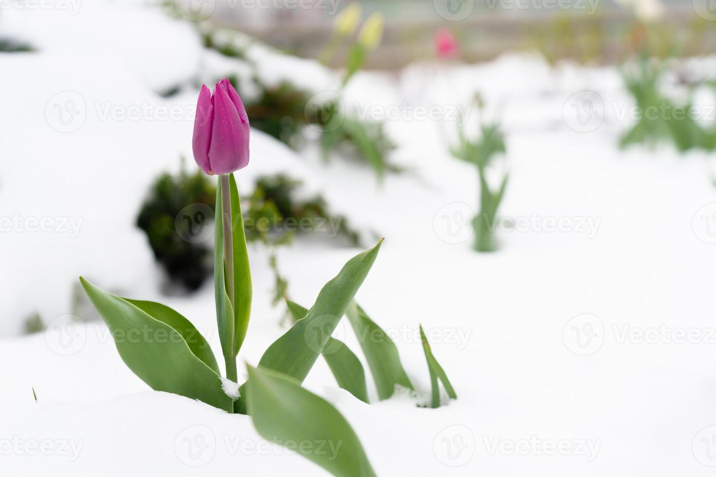 Single Tulip Blooms Resiliently on a Snowy Flowerbed During Spring's Unexpected Cold Snap photo