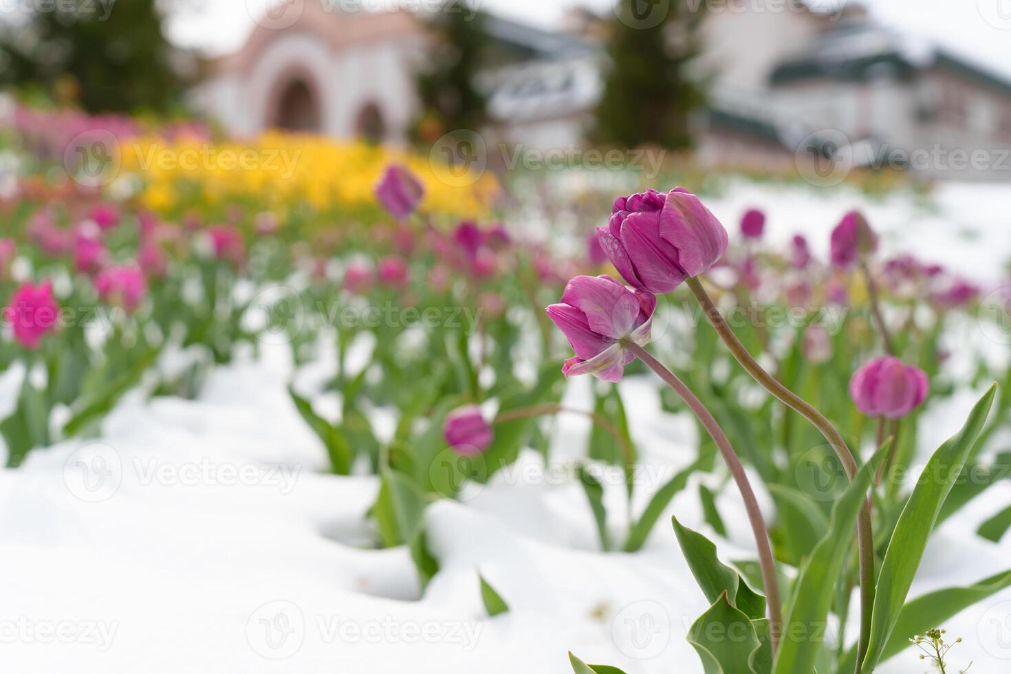 Cold Snap Brings Snow to Blooming Tulips, An Unexpected Challenge for Spring Flowers' Resilience photo