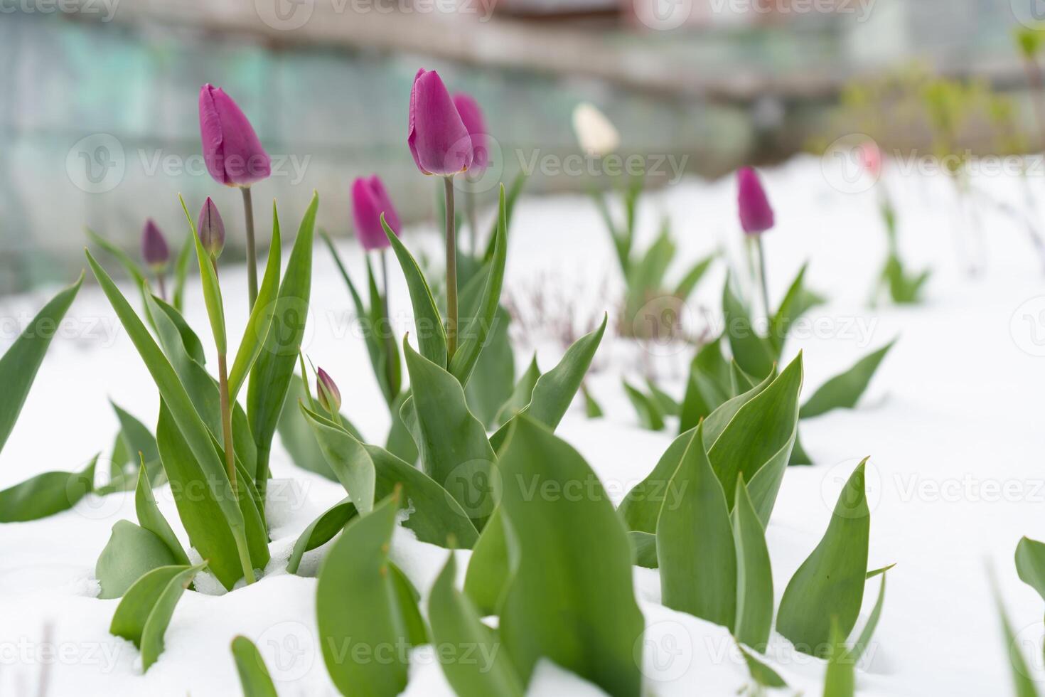 Blooming Spring Flowers Blanketed by Snow, Unforeseen Cold Snap Dims the Vibrance of New Growth photo