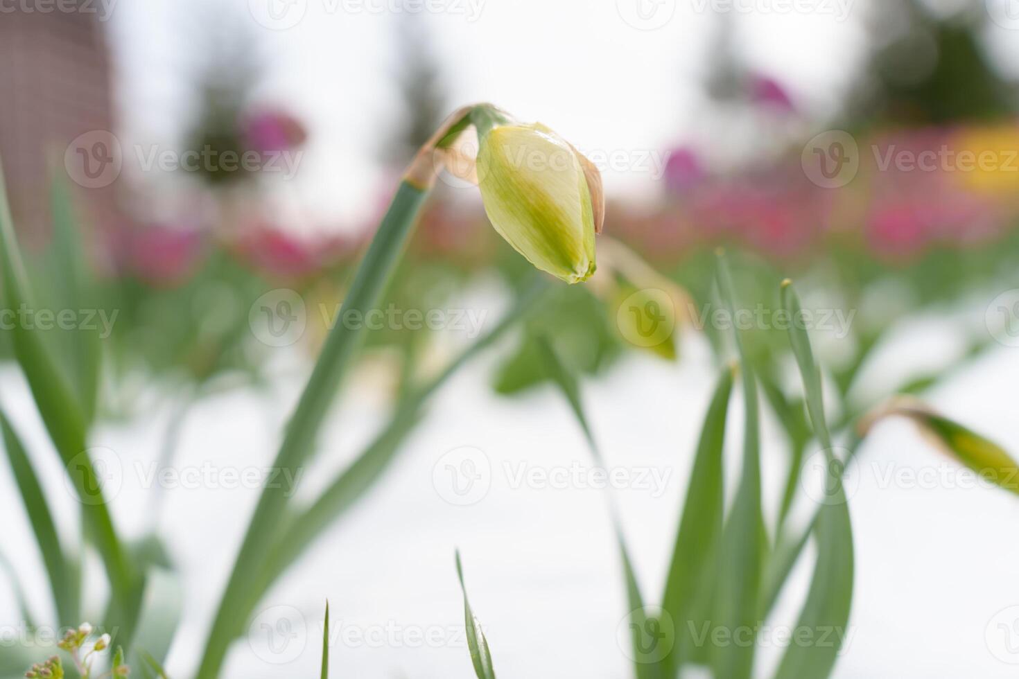 Blooming Daffodil Covered by Snow Amidst Unexpected Spring Frost. A Looming Threat to Growth photo