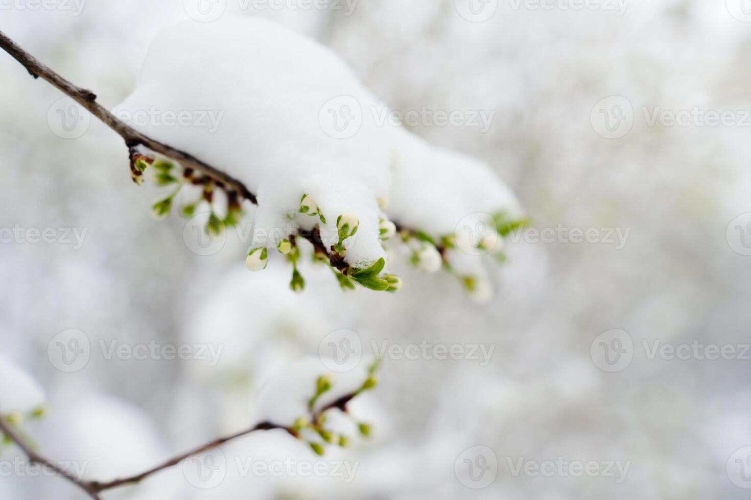 Frosty weather harms blossoming trees, Spring snow risks fruit crop failure photo