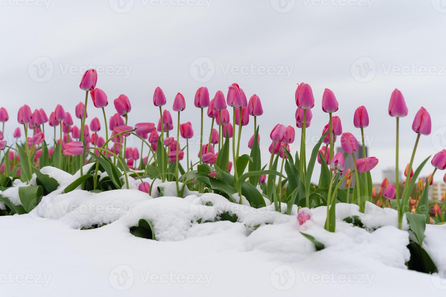 Spring Flowers in Full Bloom Covered by Unexpected Snow photo