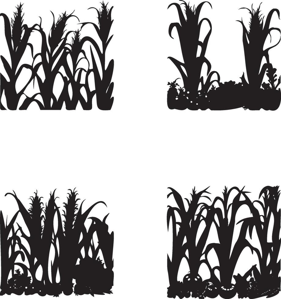 Set of Silhouette growing corn with leaves of vegetable harvest isolated black and white vector