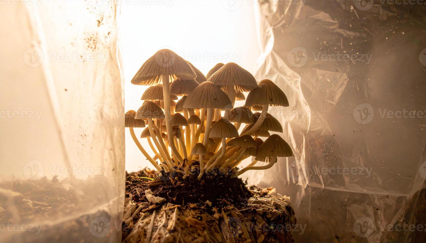 A group of mushrooms growing in a pot photo