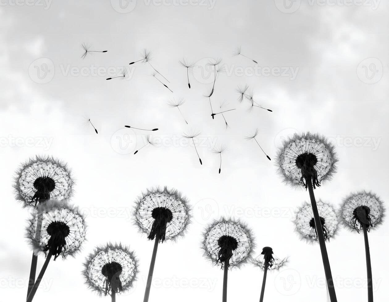 Dandelion seeds flying in the wind over a field of dandelions photo