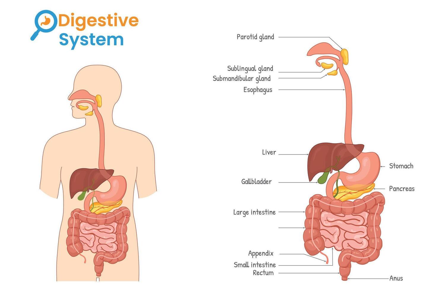 Illustrated Digestive System Showing All Labeled Organs in Human Body vector