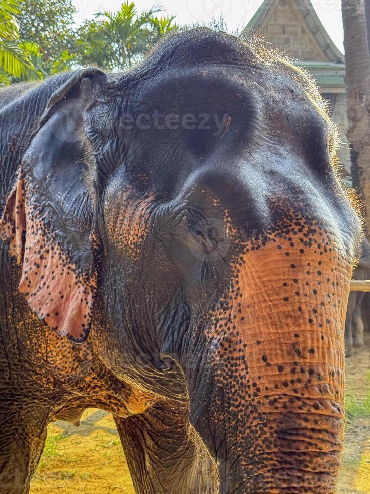 Adorable huge elephant enjoying a peaceful wildlife sanctuary life, thriving in a natural park designed for elephant conservation and tourism. Large exotic protected animal playing. photo