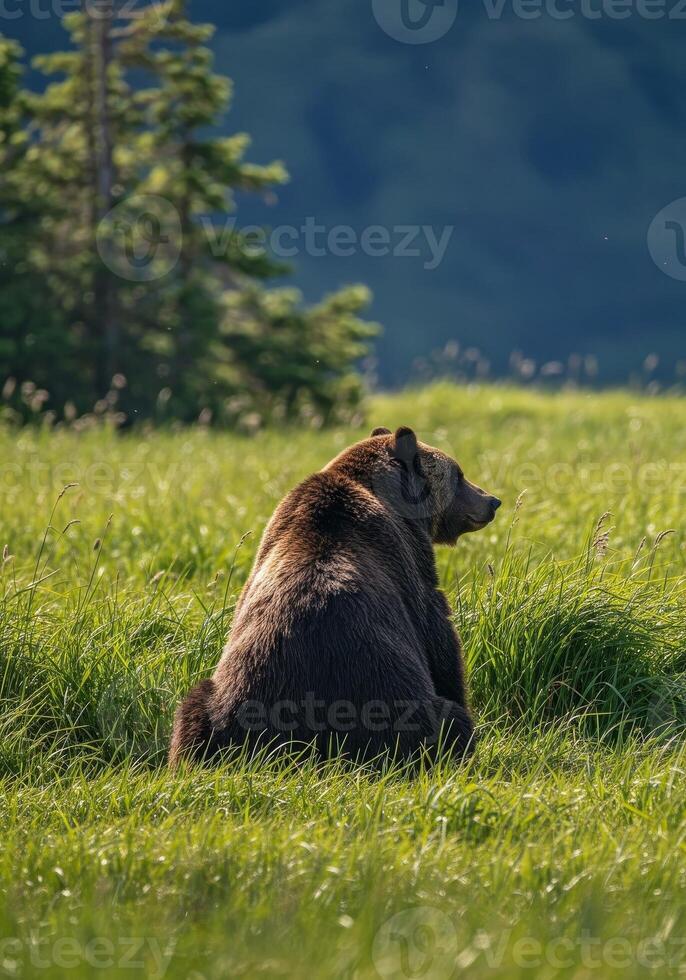 A brown bear sitting in a grassy field photo