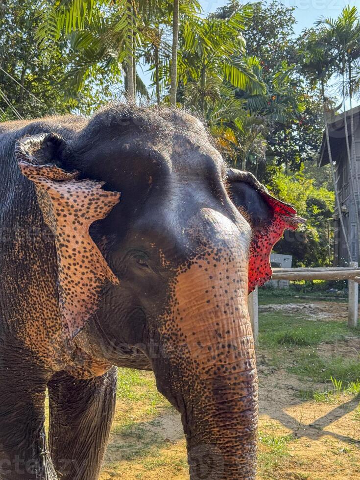 Large gentle elephant enjoying a peaceful wildlife sanctuary protected life, thriving in a nature park designed for elephant conservation and tourism. Cute exotic animal playing. photo