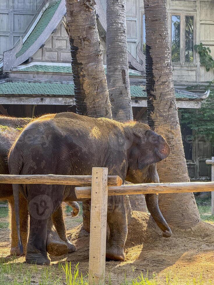Gentle majestic elephants roaming a national park together, symbolizing the importance of conservation centers and thriving in a natural environment away from captivity. Sanctuary. photo