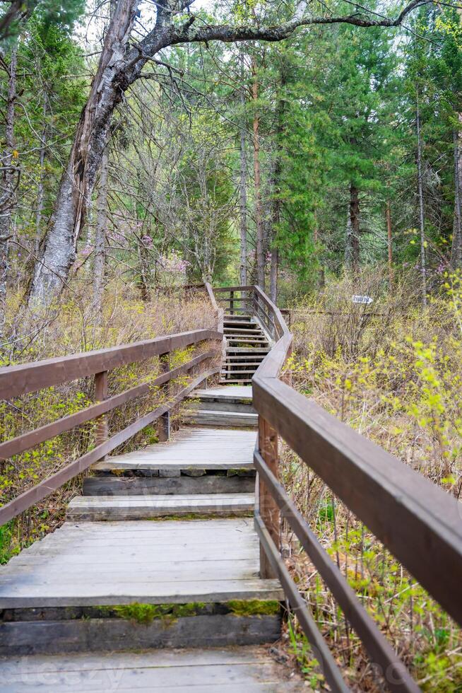Wooden path with steps and handrails leading through forest to Korbu waterfall in Altai Russia. Scenic trail in wild nature near Teletskoye lake. High quality photo