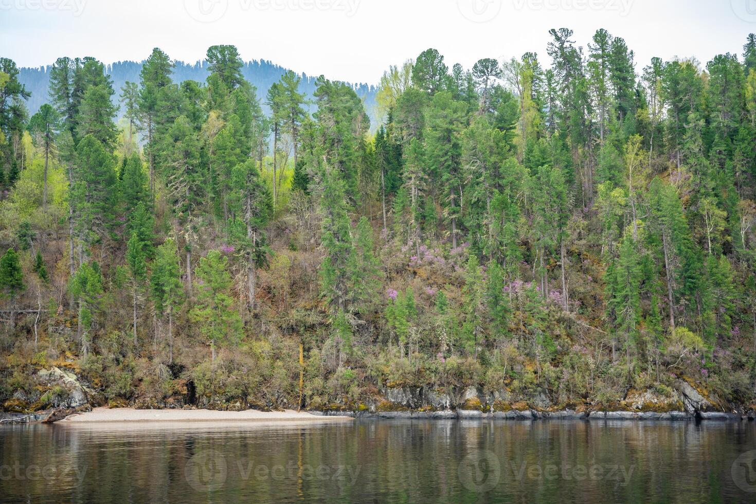 Close view of Teletskoye lake shore with fir trees, blooming rhododendron and rocky cliffs. Wild natural landscape in Altai Russia seen from the water. High quality photo