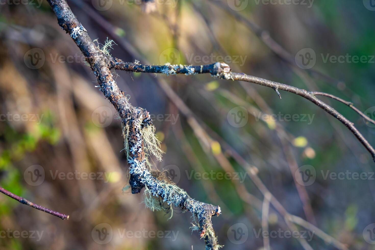 Usnea moss hanging on tree branches. Natural lichen growth in forest environment. High quality photo