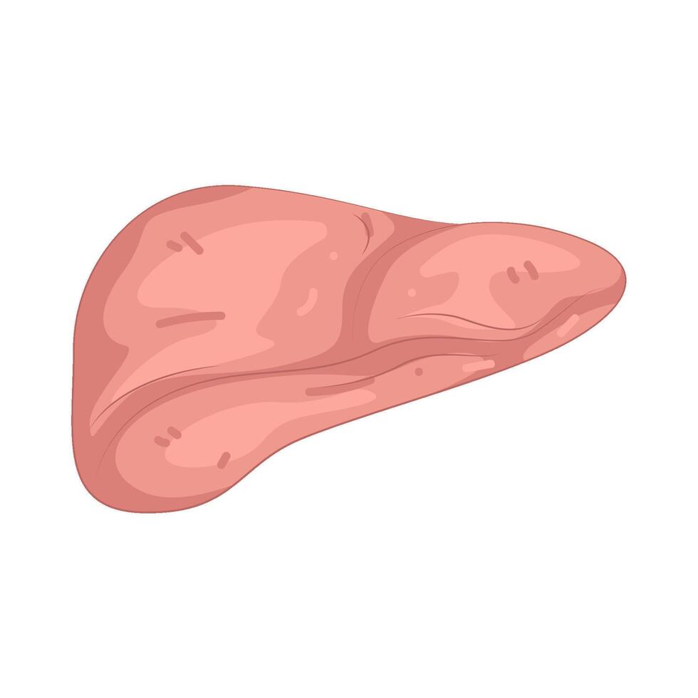 Illustration of Liver anatomy vector