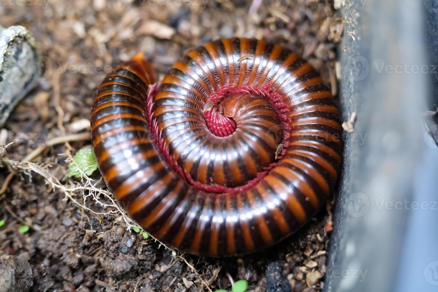 Macrophotography of millipedes protecting themselves by curling up. Closeup shot of Arthropods that have two pairs of legs on each segment of their body. Millipedes curled up on the ground photo