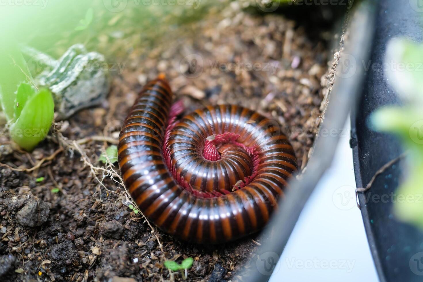 Macrophotography of millipedes protecting themselves by curling up. Closeup shot of Arthropods that have two pairs of legs on each segment of their body. Millipedes curled up. Creepy creature photo