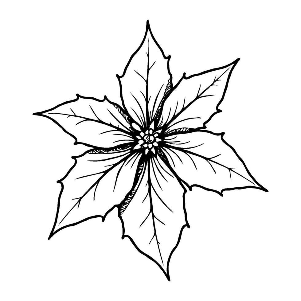 Detailed poinsettia flower sketch with pointed petals, hand-drawn ink style on white background, concept of botanical illustration vector