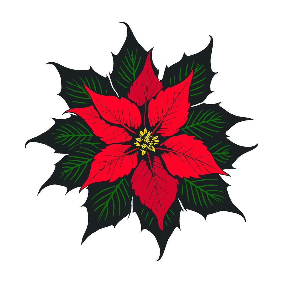 Red poinsettia flower with dark leaves on white background in hand-drawn style. vector