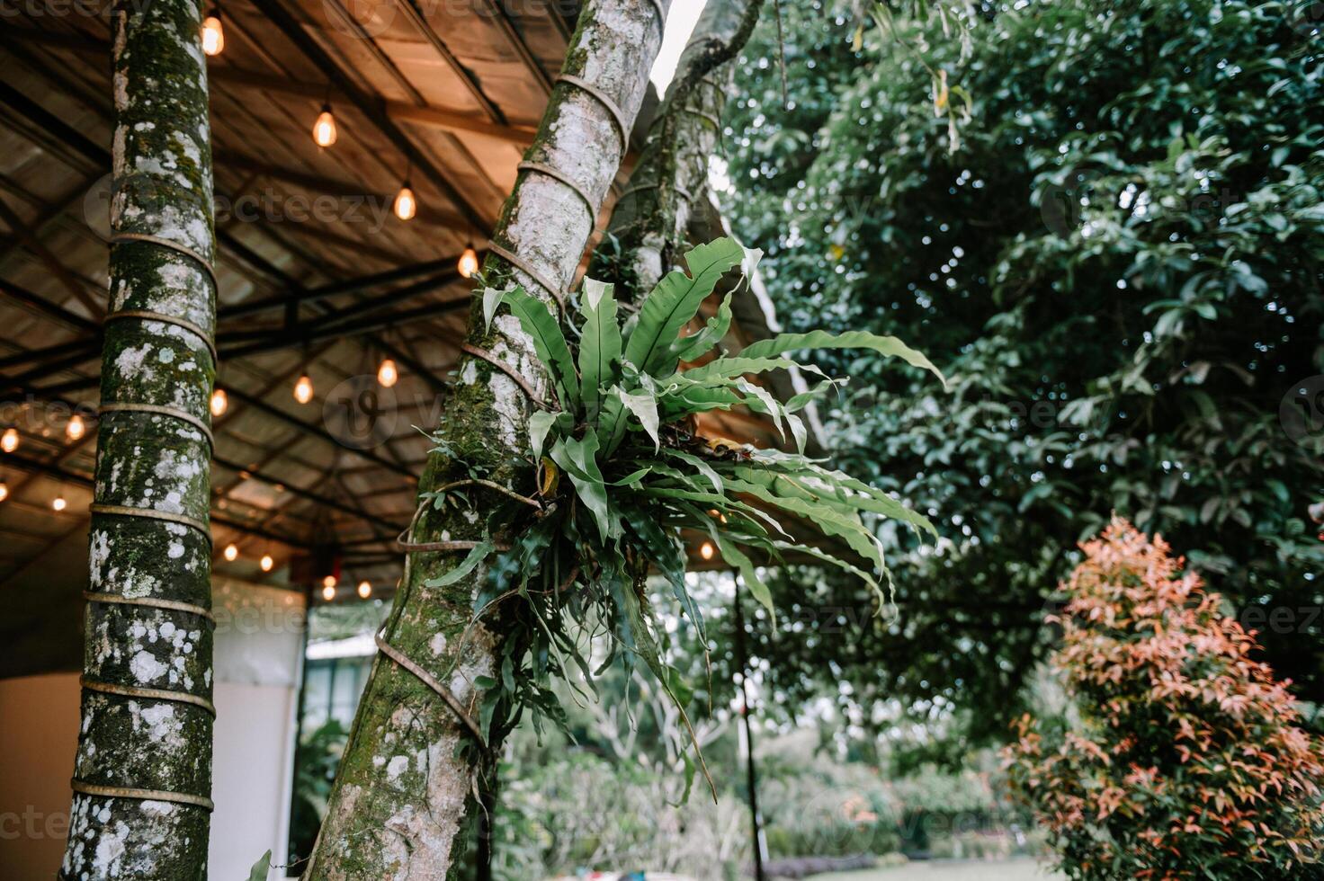 Ferns adorning trees and rustic lighting create an enchanting nature scene photo