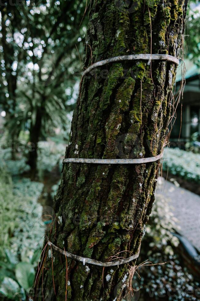 Mossy tree trunk embraced by metal bands, blurred garden backdrop photo