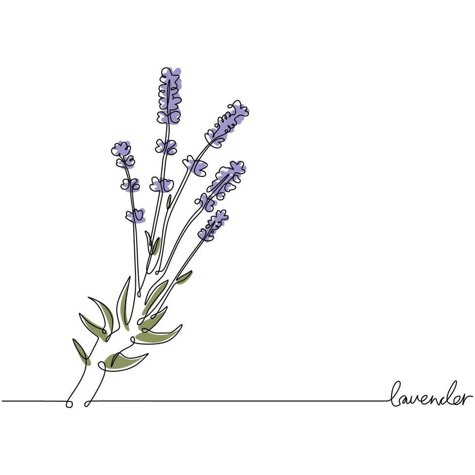 Floral Lavender Plant Single Line Art vector