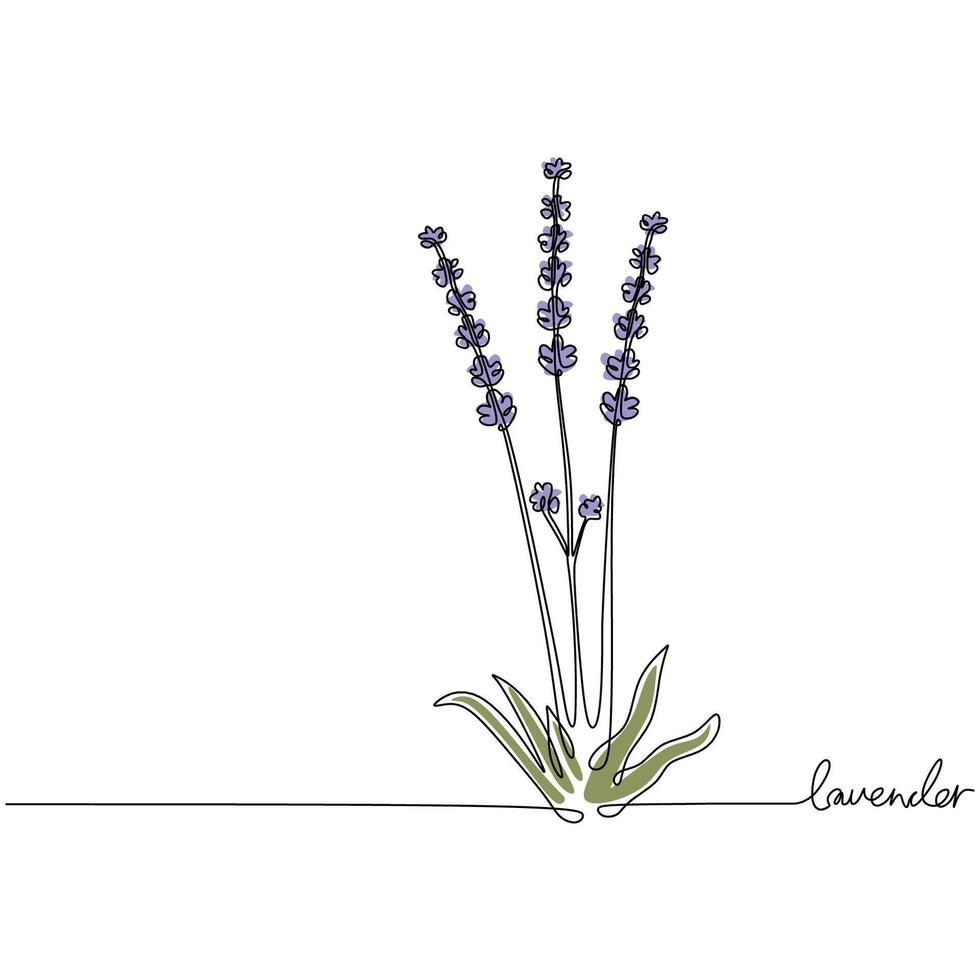 Lavender Continuous One Line Floral Drawing vector