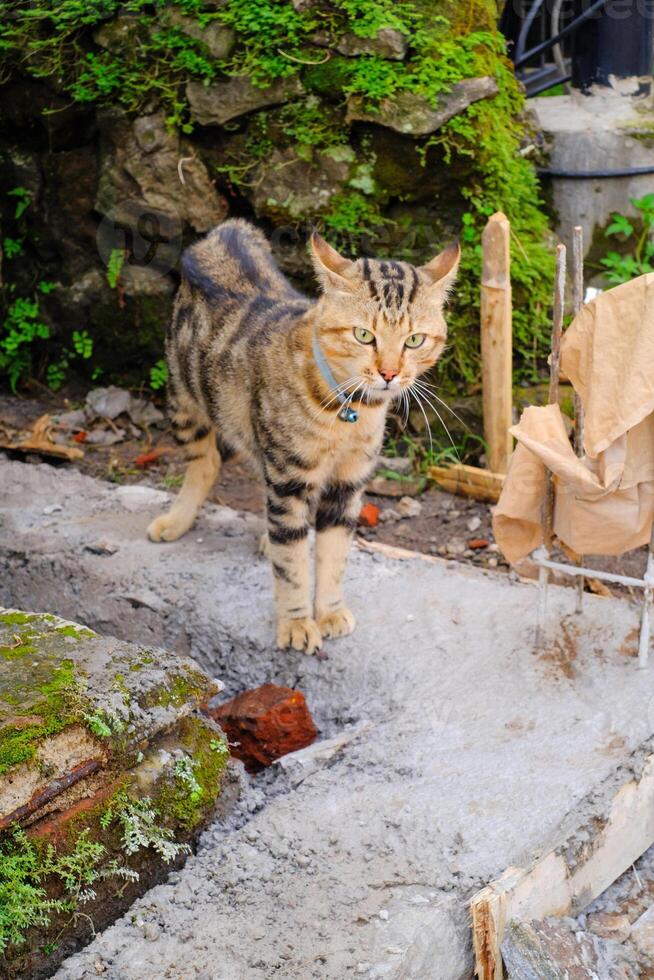 A striped cat's was glaring. A cute and hilarious cat's facial expression. Lovely Pets roam around the house. Striped paint with orange and black color combination. Funny cat expression. copy space photo
