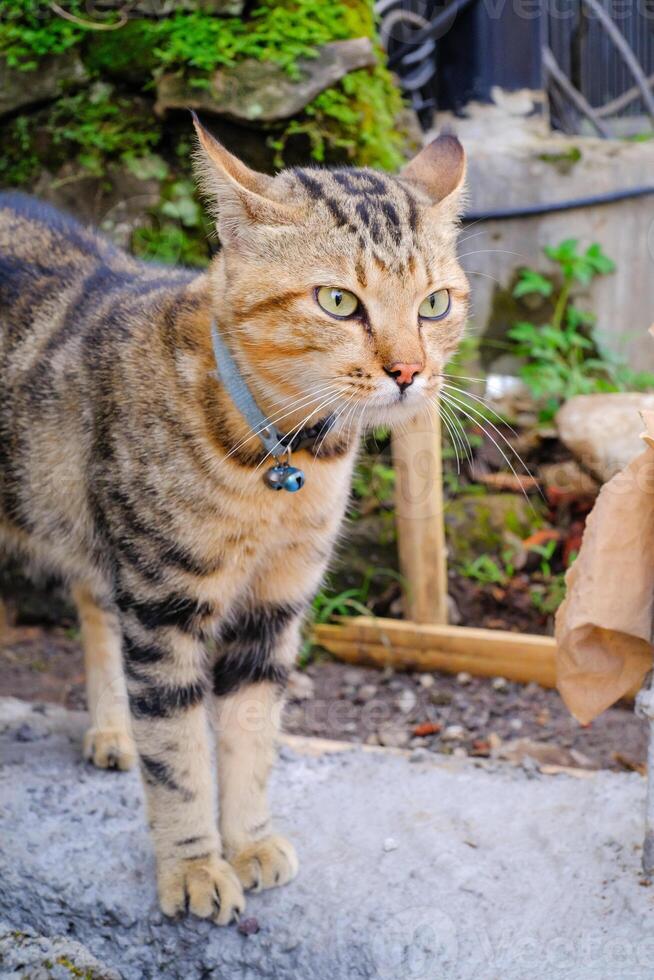 Closeup shot of a striped cat's stunned expression. A cute and hilarious cat's facial expression. Lovely Pets roaming around the house. Striped cat with orange and black color photo