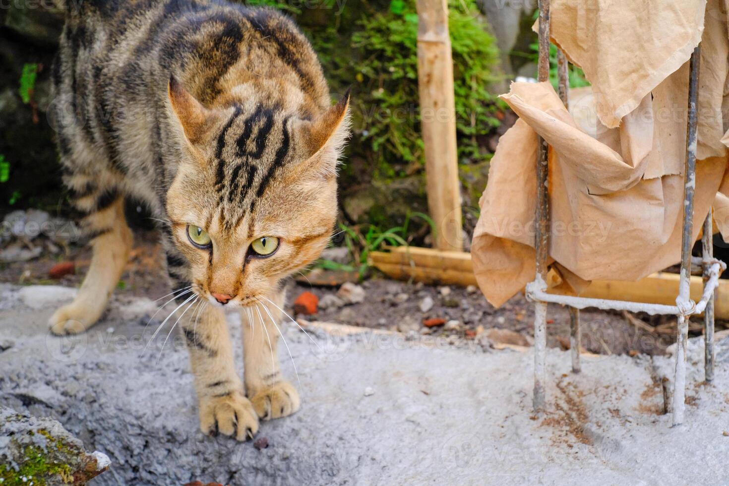 A striped cat's was glaring. A cute and hilarious cat's facial expression. Lovely Pets roam around the house. Striped paint with orange and black color combination. Funny cat expression. text space photo
