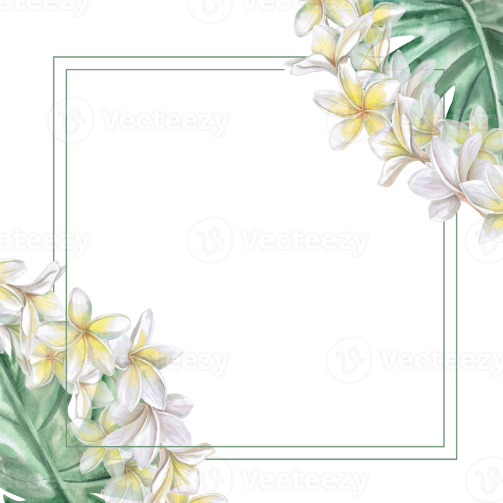 Square frame with plumeria flowers and monstera leaves. Isolated watercolor illustration for restaurant menu design, interior, wedding cards, poster printing. png