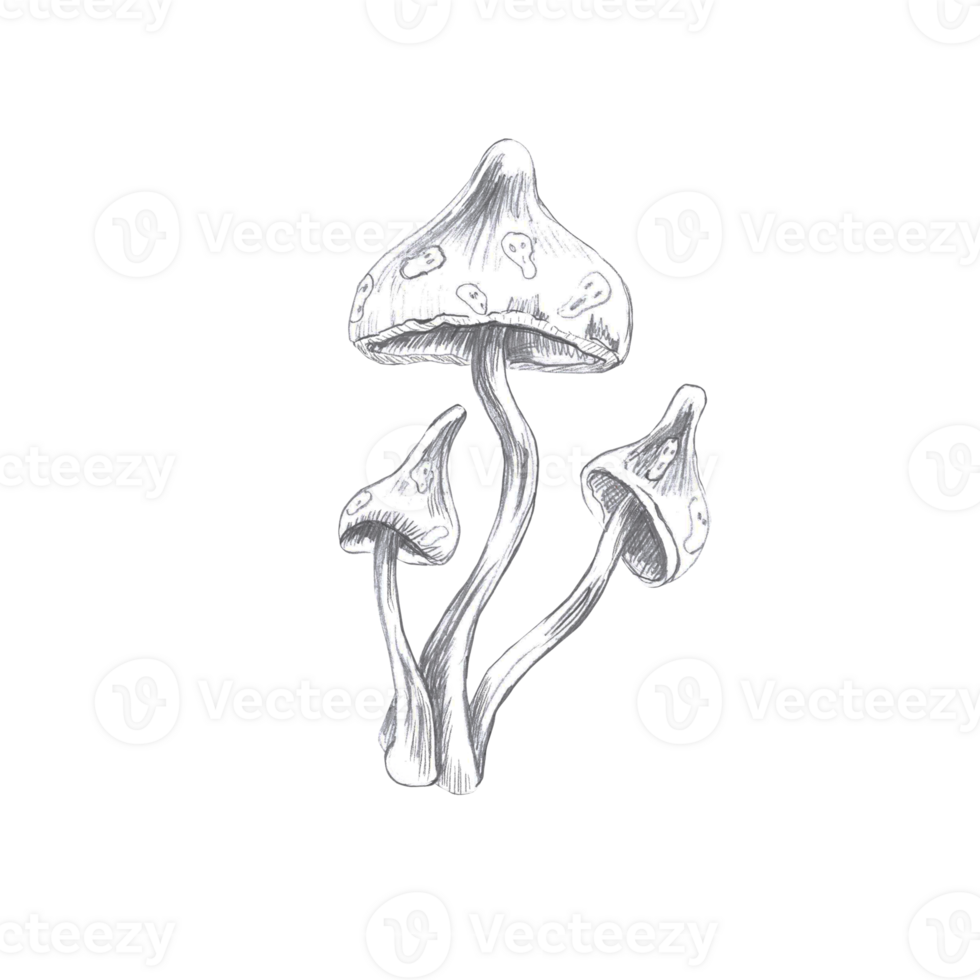 Set of three fantastic inedible mushrooms. Isolated pencil illustration on the theme of a magical forest for the design of coloring books, cards, Halloween theme parties, printing on fabrics. png
