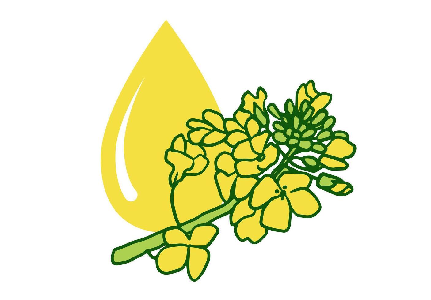 Canola flower and rapeseed oil drop icon. linear illustration of plant flowers on white background for icon, poster, packaging design vector