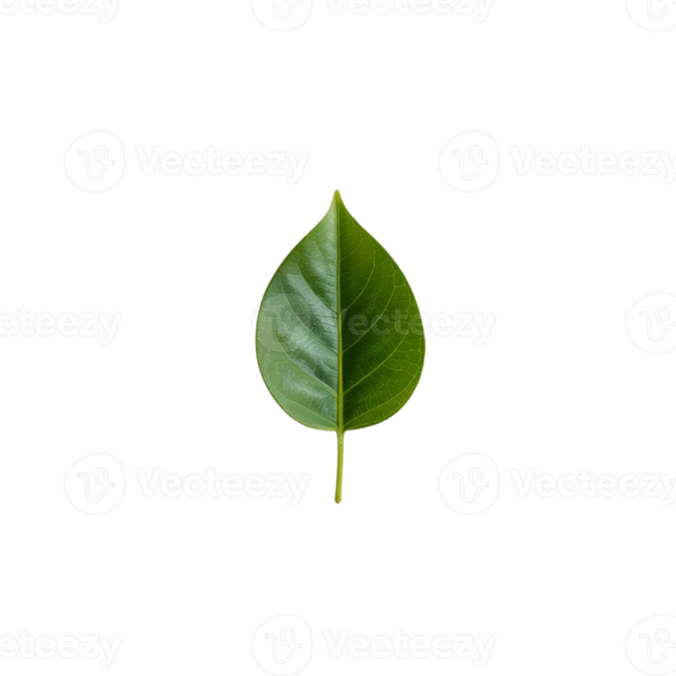 Minimalist Green Leaf , A Clean, Versatile Design Element png