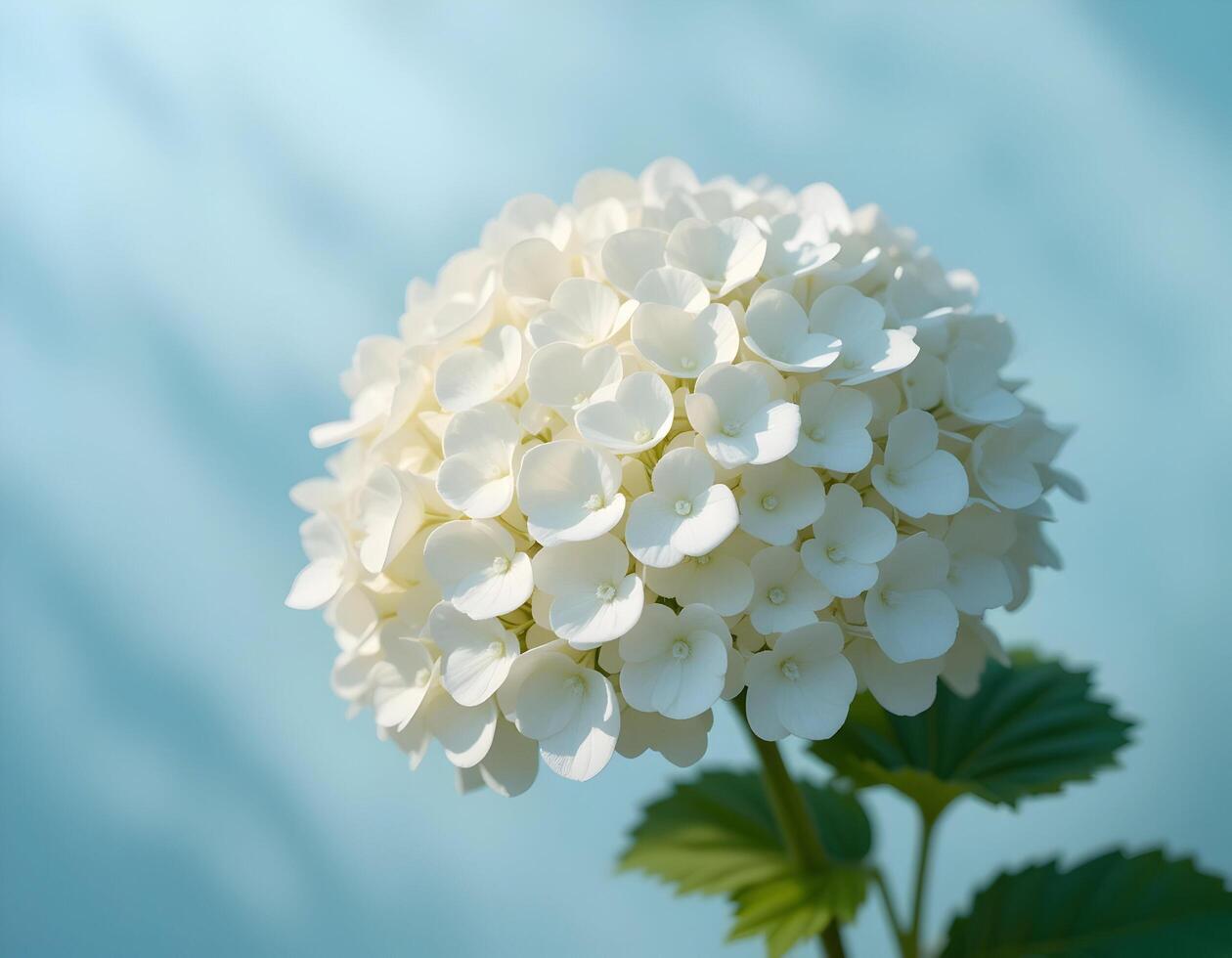 Blooming White Flower Head Against Soft Blue Background photo
