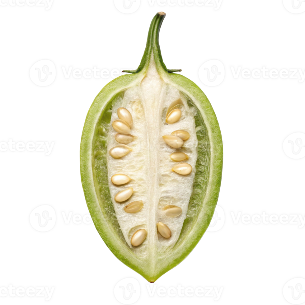 Hydroponic seed pod showing seeds and white pulp on transparent background png