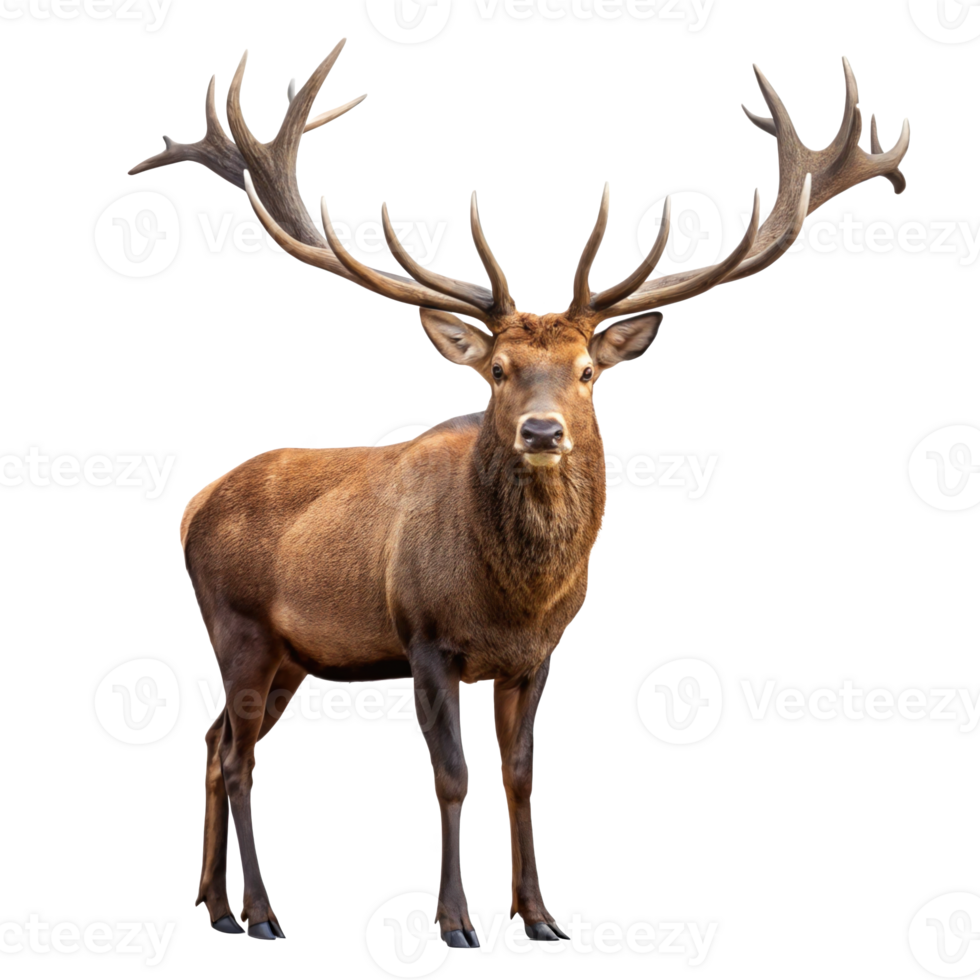 Irish elk standing with large antlers on transparent background png