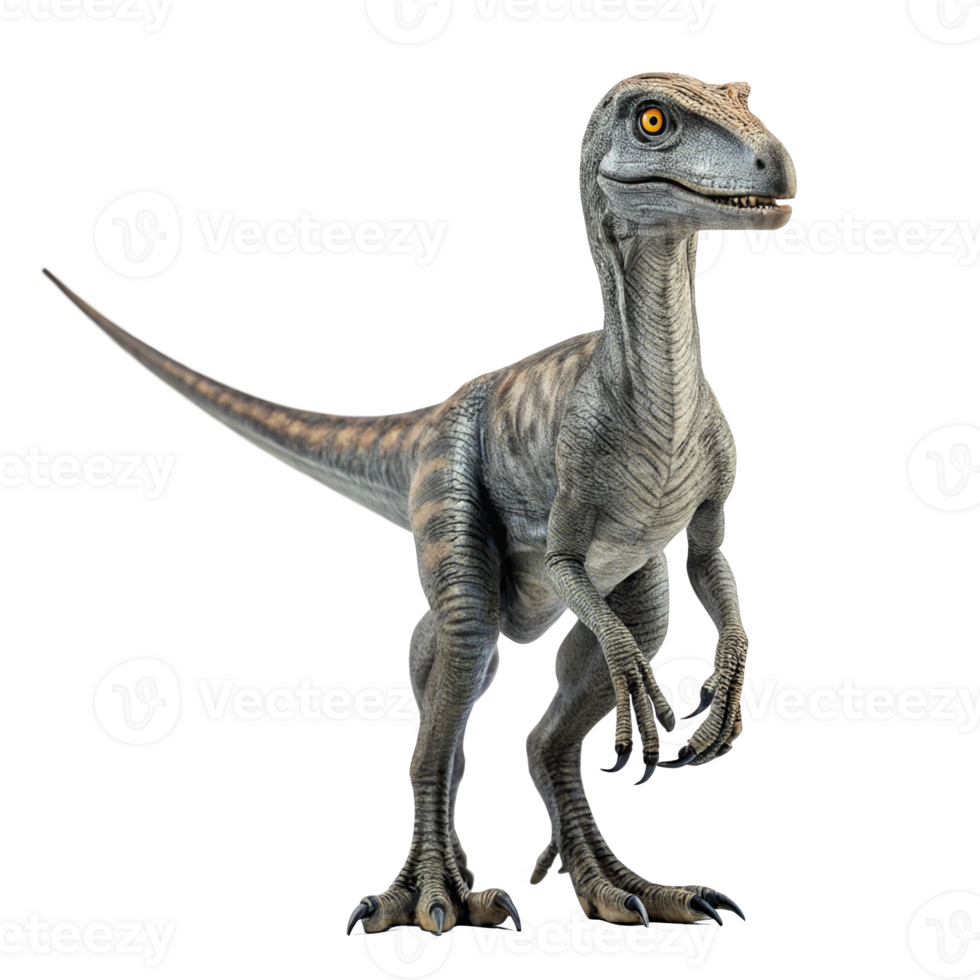 Velociraptor dinosaur standing on transparent background png