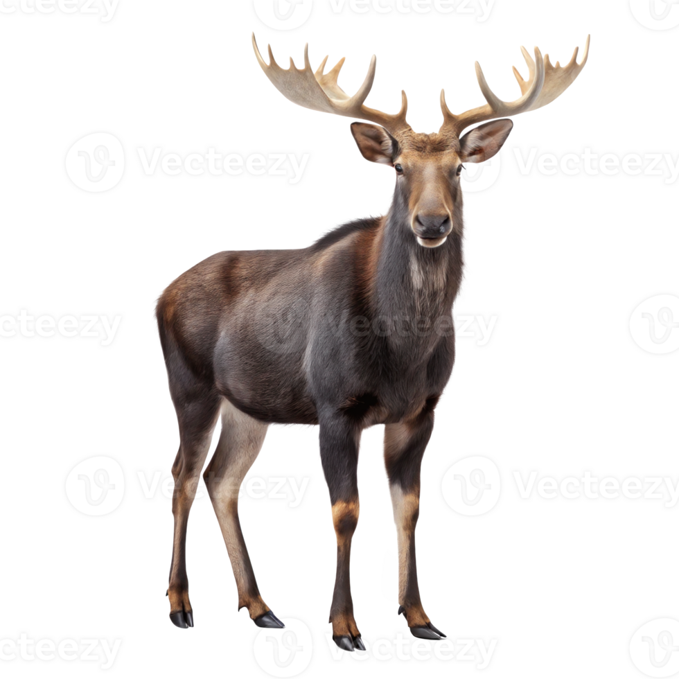 Sivatherium giraffid standing on transparent background png
