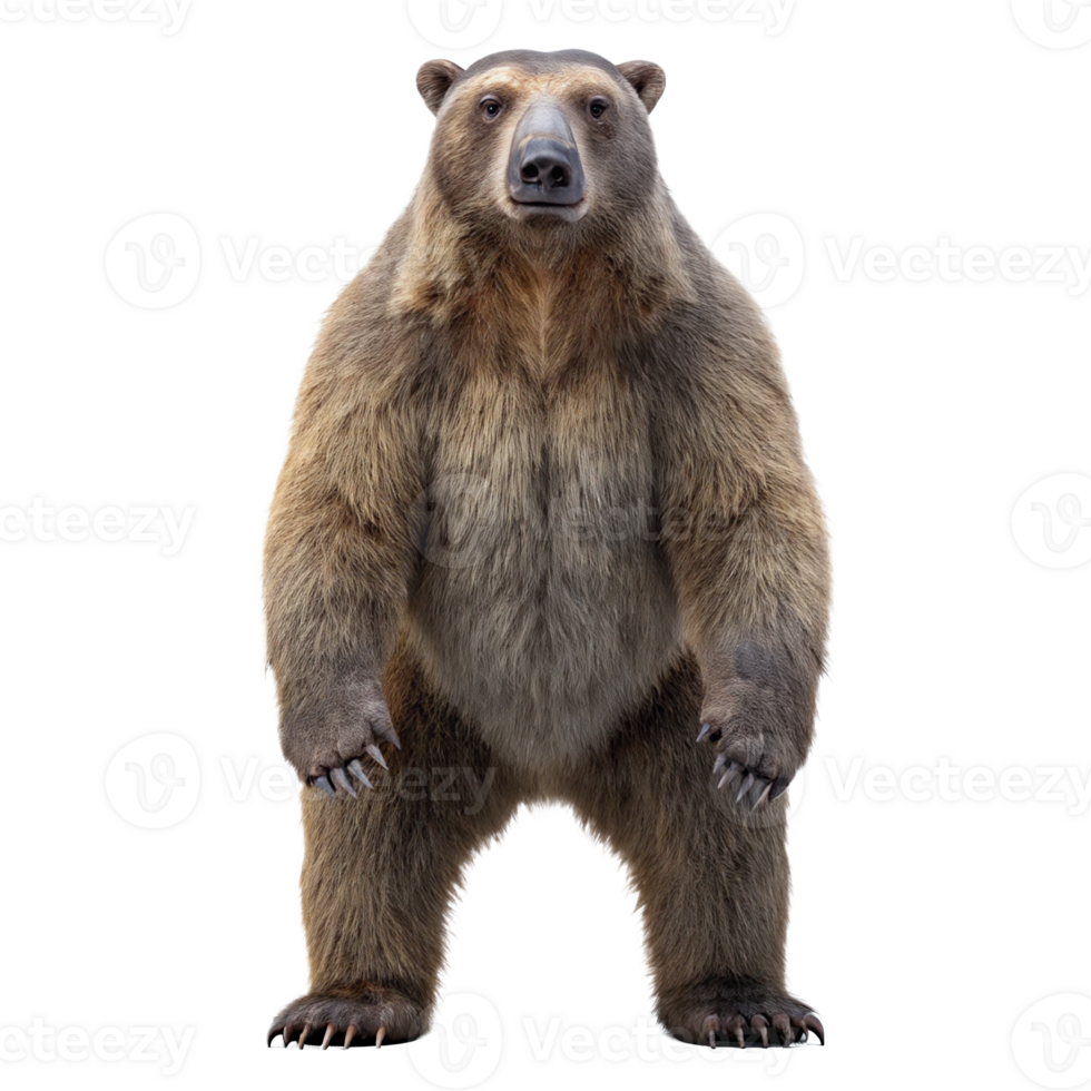 Large brown bear standing on transparent background png