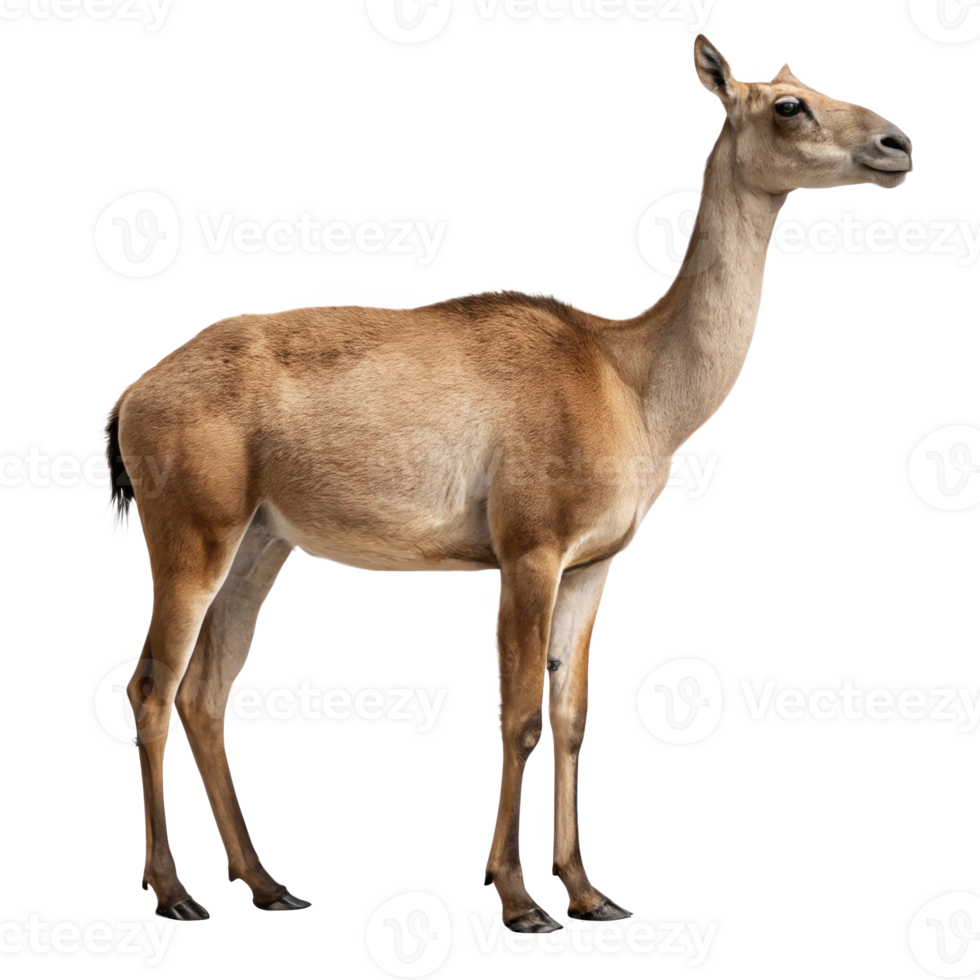 Macrauchenia, camel necked litoptern, isolated on transparent background png